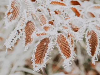 Winter Is Coming — frost on a window pane in winter